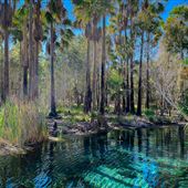 Bitter Springs