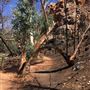Standley Chasm