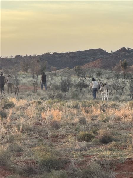 Ooraminna Homestead (7/18/2025 - Credits: Bunya Productions)